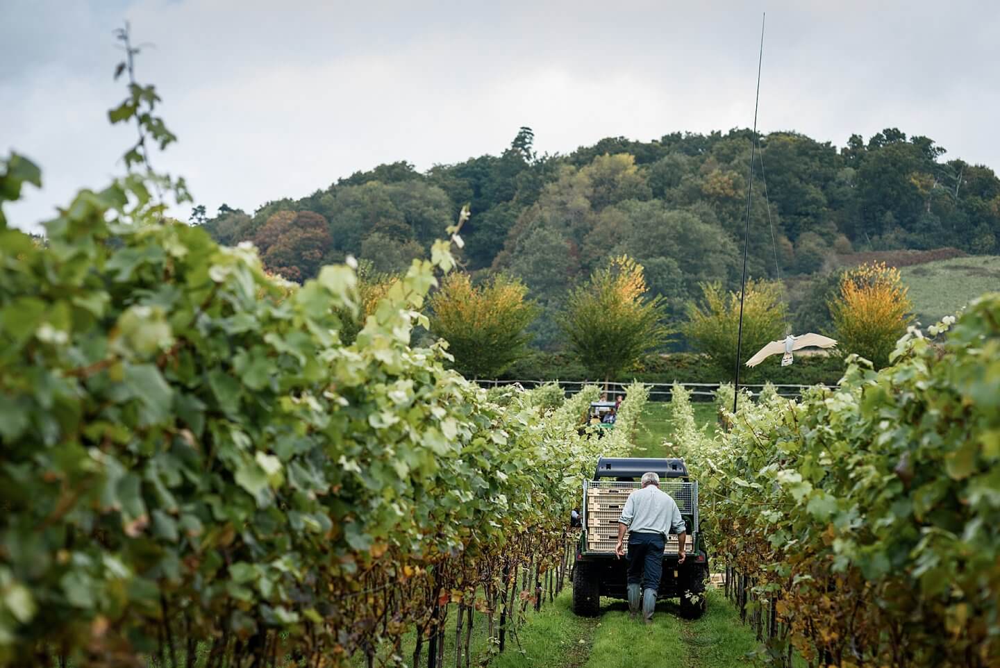 harvesting grapes loading crates onto tractor at a Surrey Hills vineyard