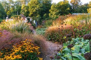 prairie style planting miscanthus rudbeckia autumn border with grasses