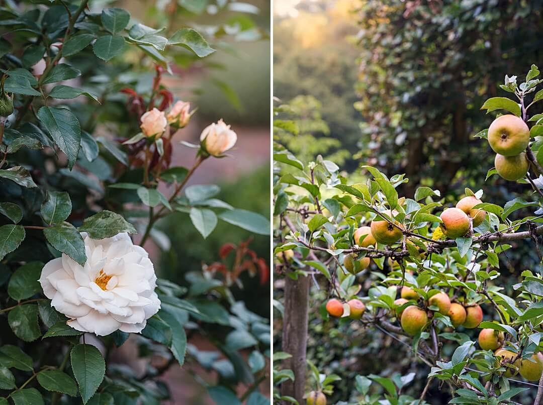 roses and espalier apple trees in an English garden 