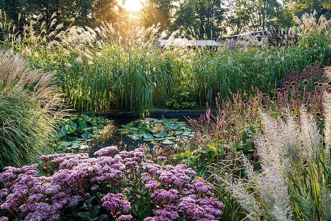 naturalised pond with water lilies and fringed with sedum and Miscanthus sidensis Nishidake