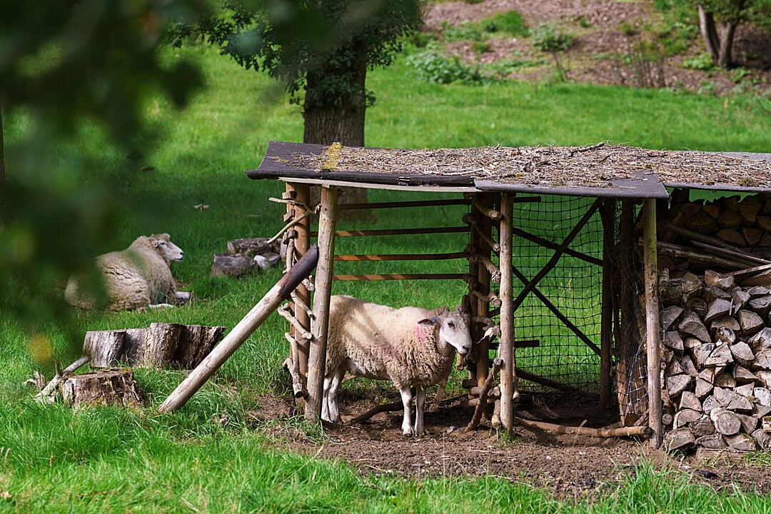 two sheep in a rustic shelter in garden field as featured in Oct 2021 English Garden magazine Surrey