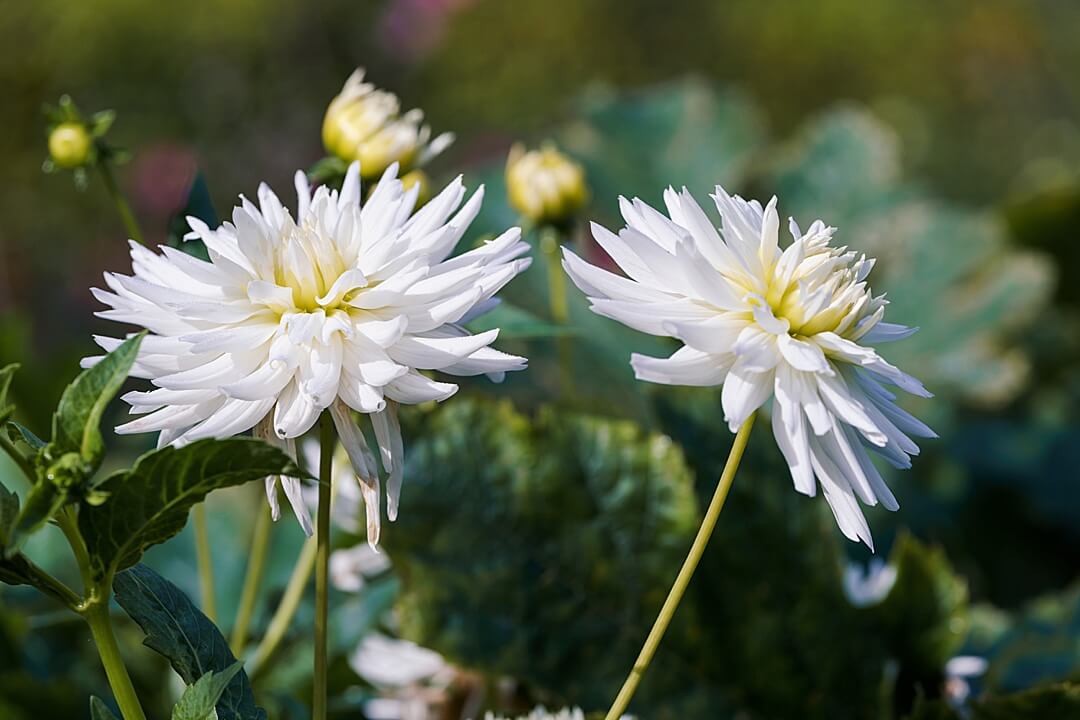 white decorative dahlia in autumn
