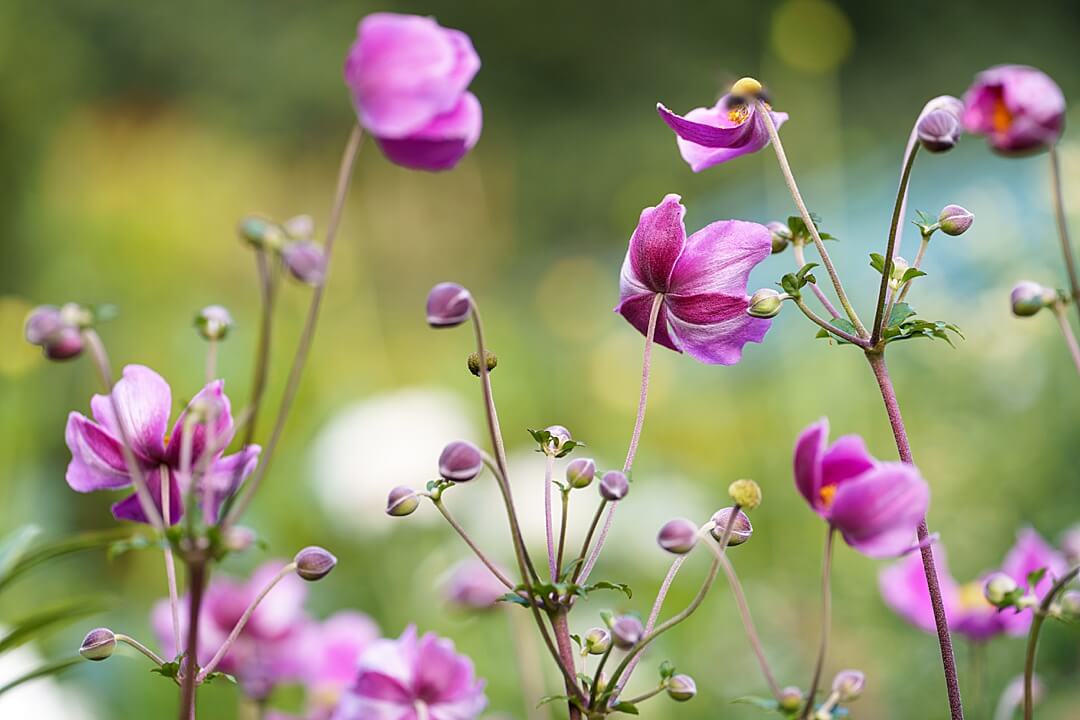 pink Japanese anemones in autumn