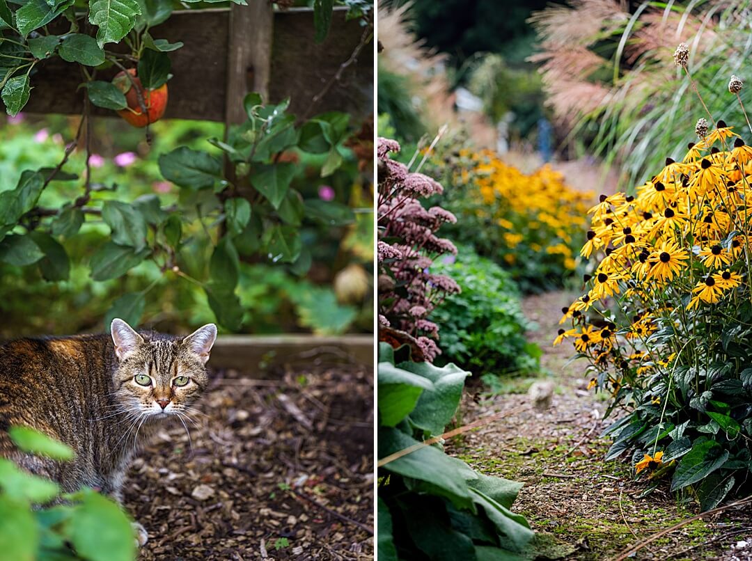 tabby cat and rudbeckia in autumn garden