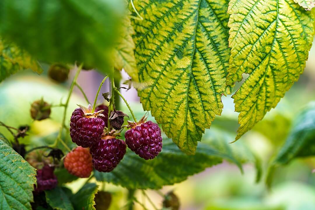raspberries ripening on plant in autumn