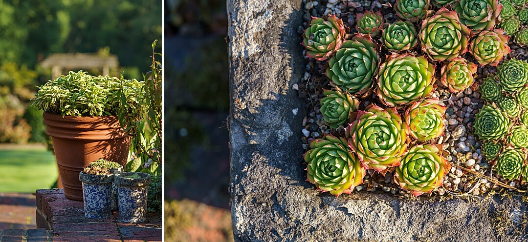 stone alpine planter with succulents