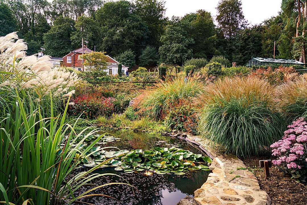 naturalised pond with miscanthus and sedum in autumn
