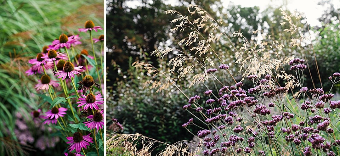 echinacea verbena grasses autumn colour in the garden