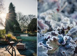 frosted edges of Heuchera 'Sashay' on a winter morning Berkshire garden photographer St Timothee National Garden Scheme