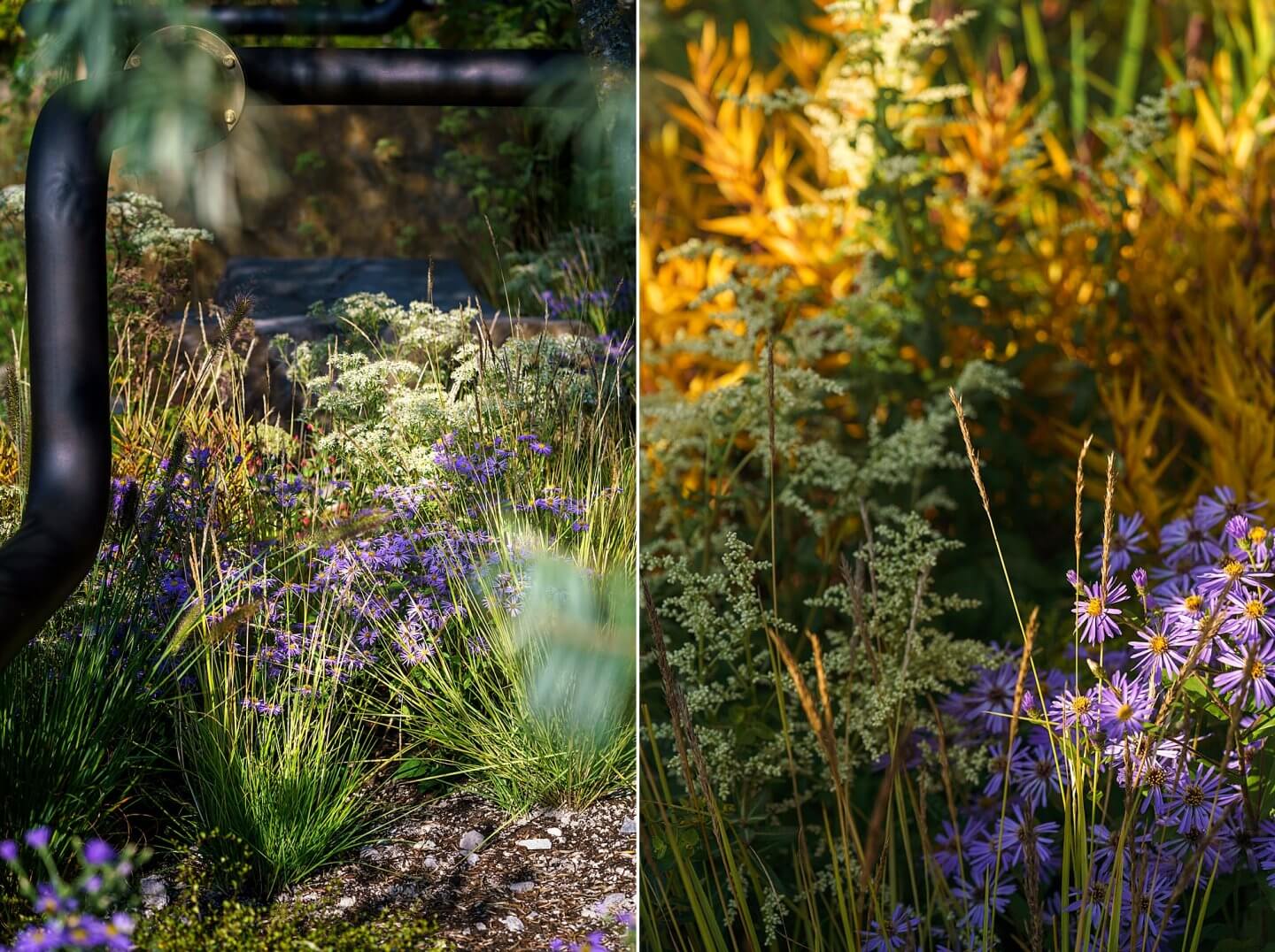 Chelsea flower show photographer M&G garden autumnal colours rudbeckia aster