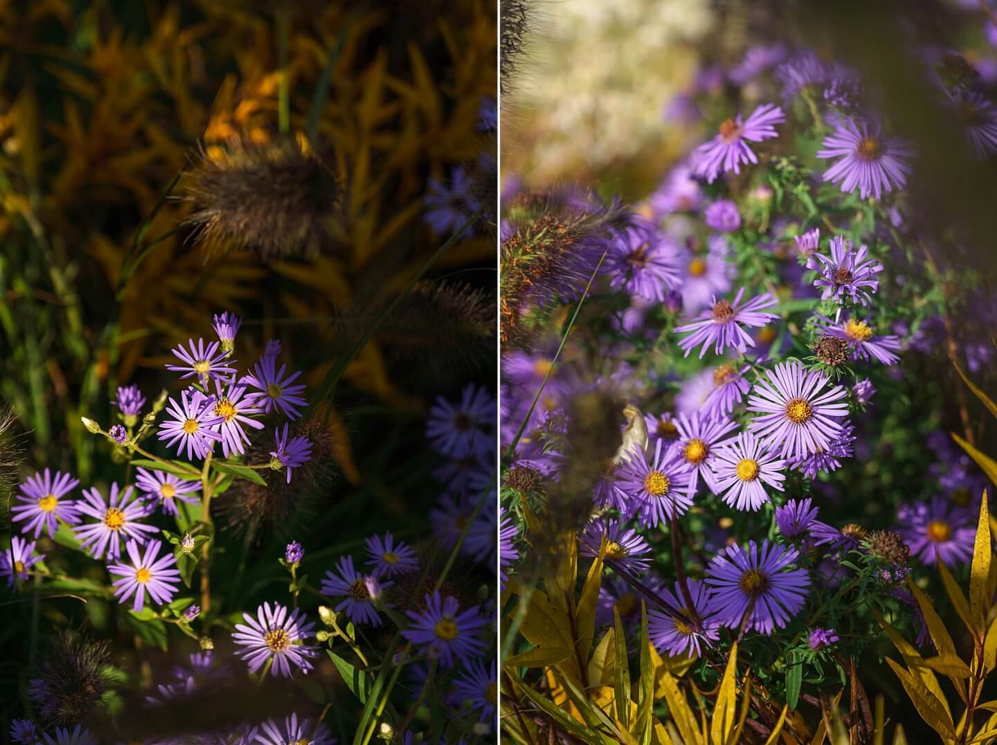 asters in sunlight at RHS Chelsea Flower Show autumn