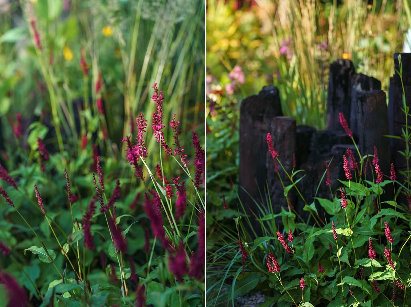 yea valley organic garden log stumps for pollinators with Persicaria