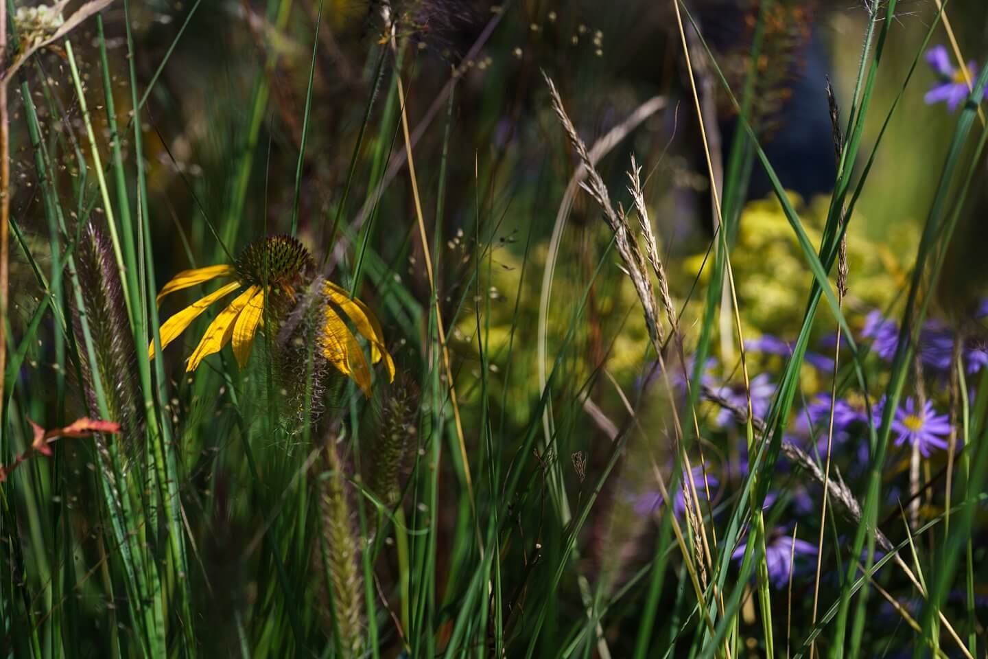 rudbeckia grasses and aster
