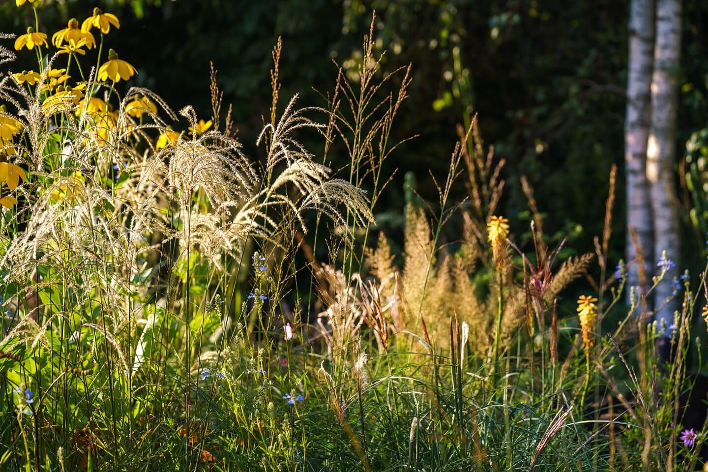 naturalistic planting to encourage biodiversity in the Yeo Valley Organic Garden Chelsea Flower Show photographer