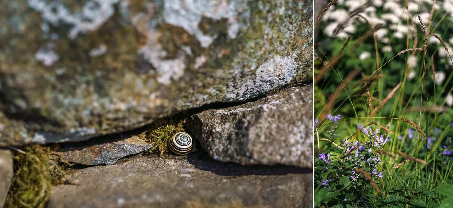 a tiny snail in drystone wall Psalm 23 Garden Chelsea Flower Show