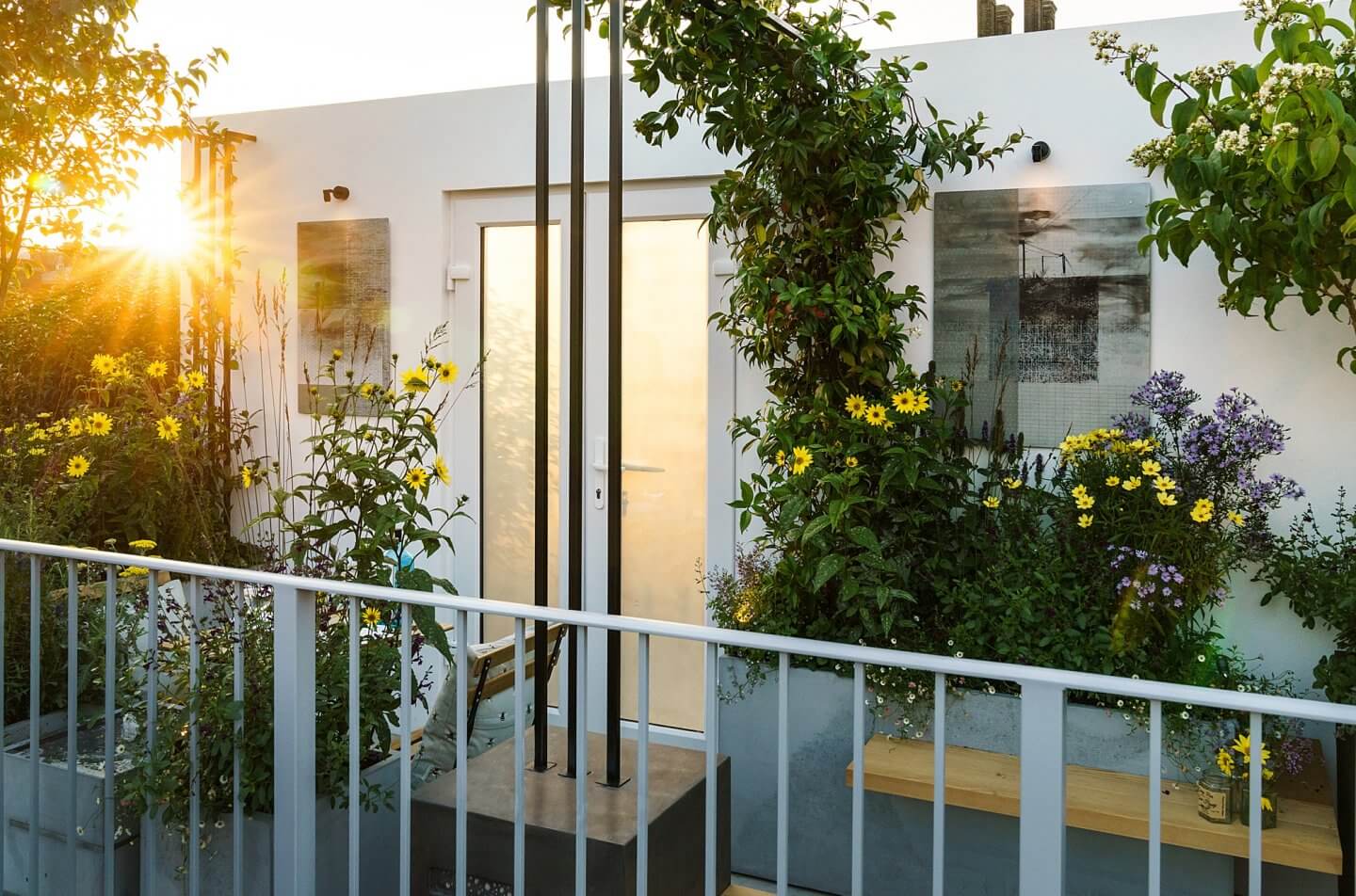 landform balcony garden with Helianthus Lemon Queen and evening sunlight RHS Chelsea 2021