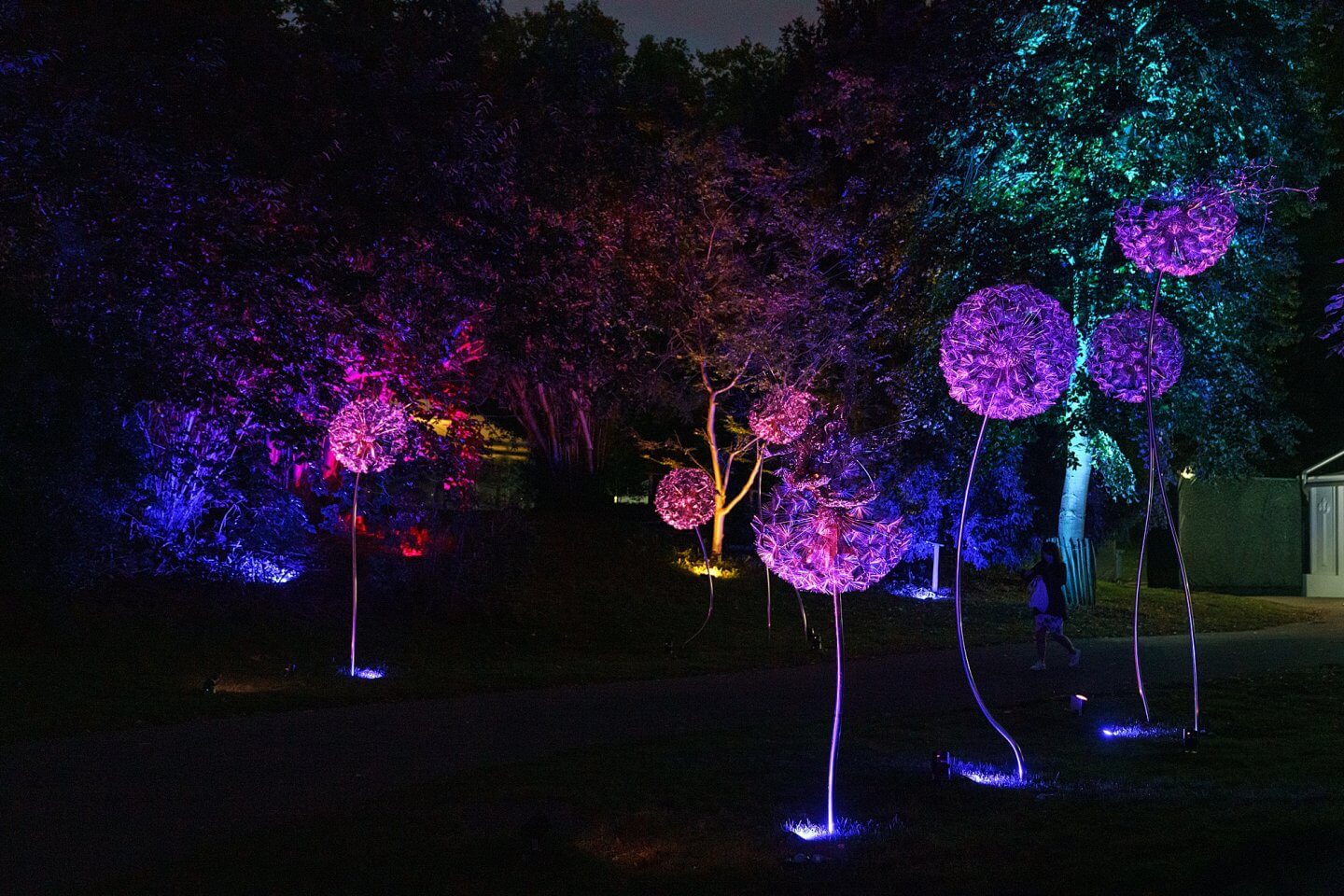 lit dandelion sculpture night glow Chelsea flower show
