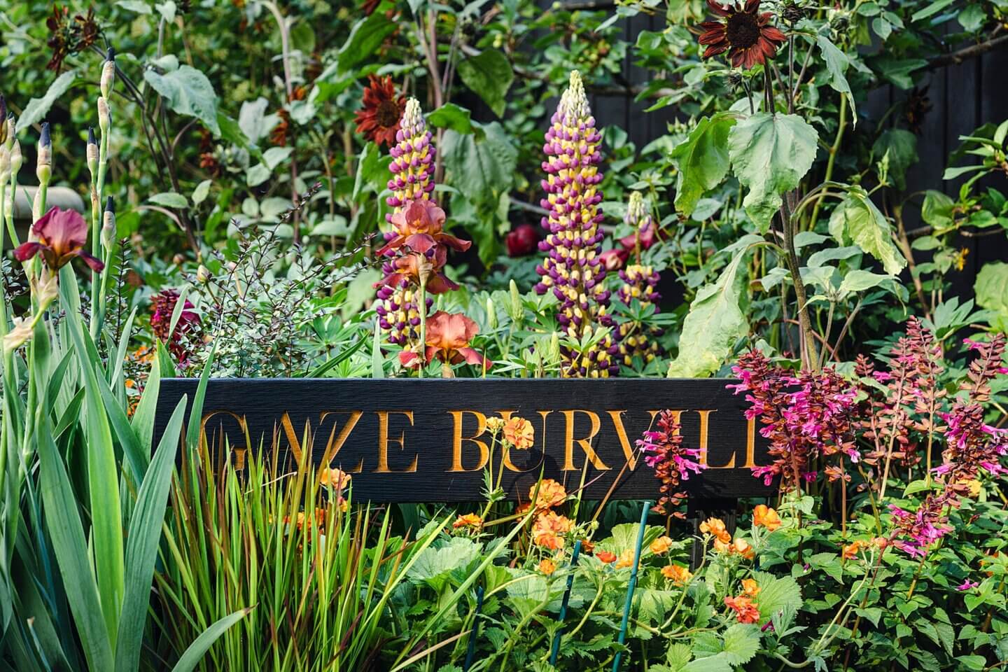 Gaze Burvill Chelsea garden design by Ann-Marie Powell