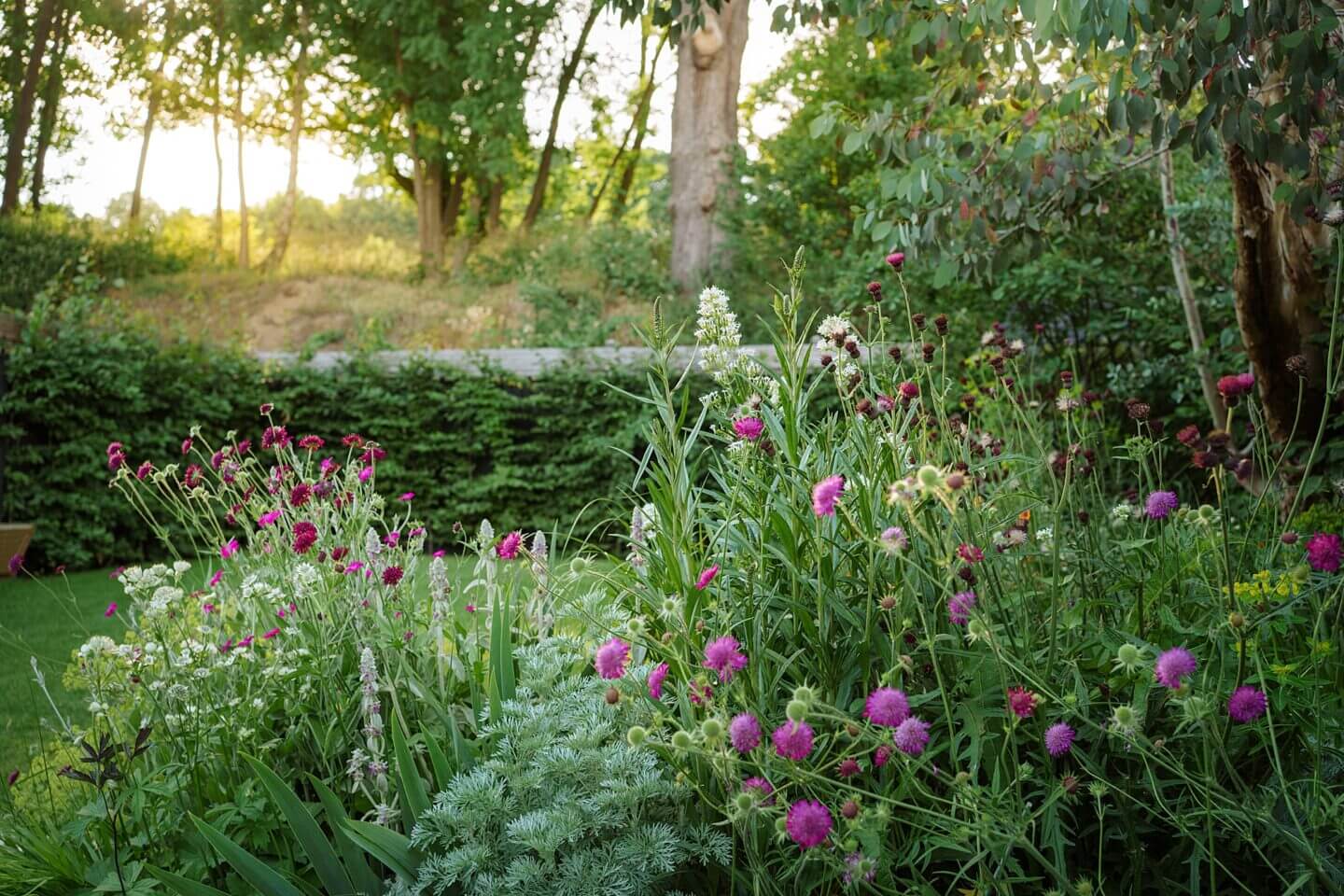 Urban Essex garden at sunset with astrantia and knautia designed by Coralie Estrade