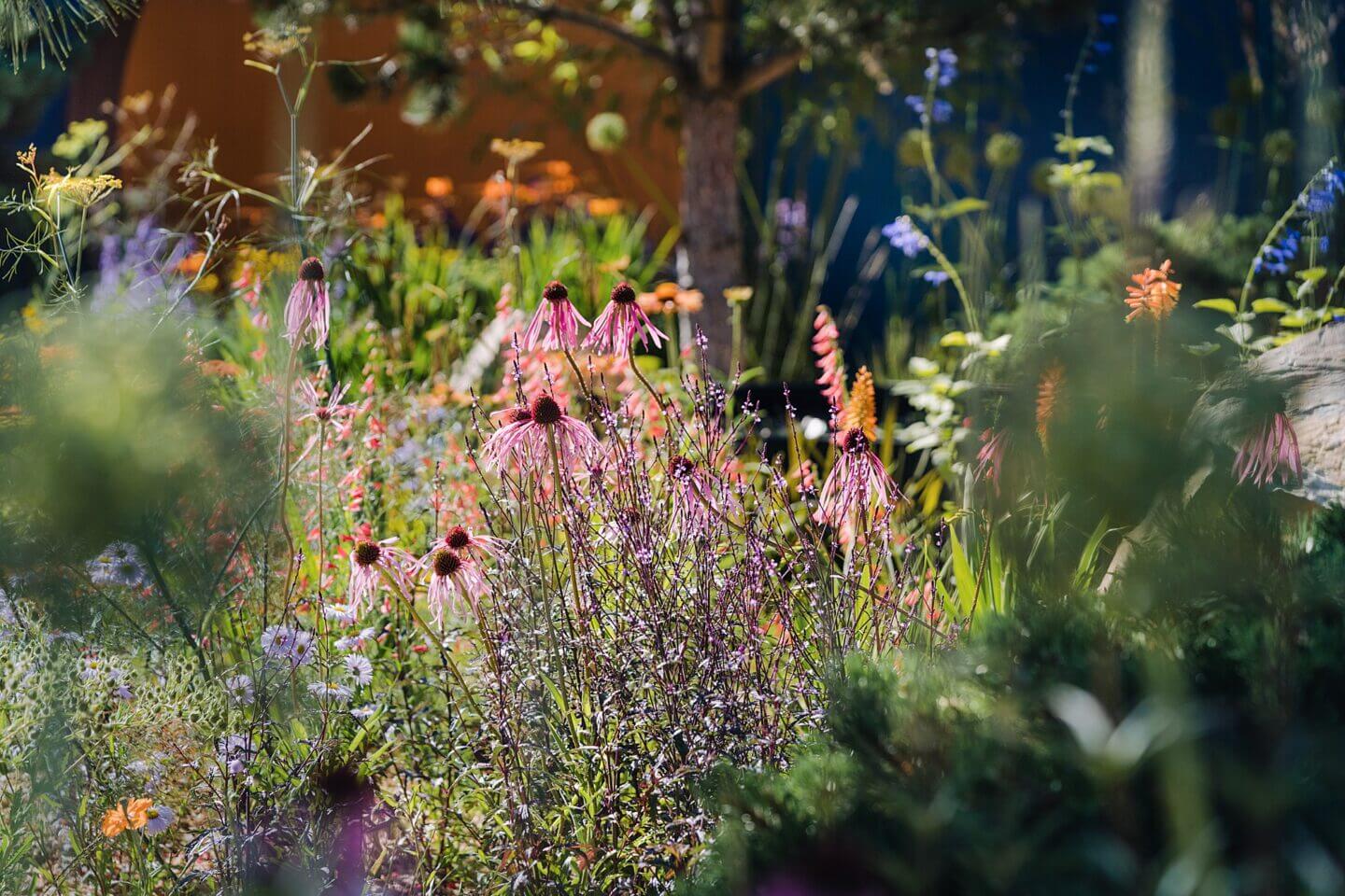 Detail of plant combinations Echinacea