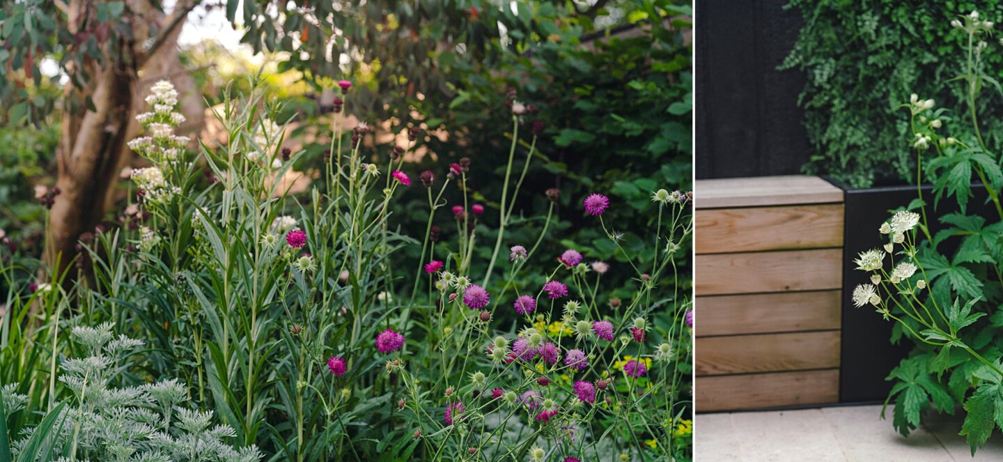 Cedar clad benches with Astrantia and Knautia in midsummer garden design