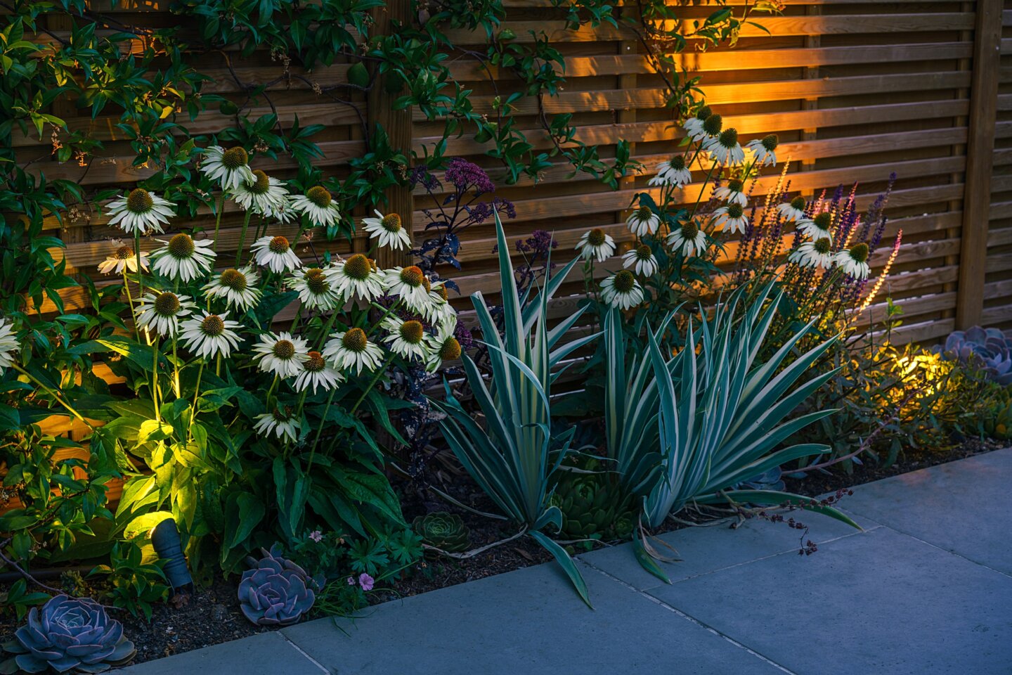 White Echinacea against new timber fencing, with garden spotlight lighting at twilight