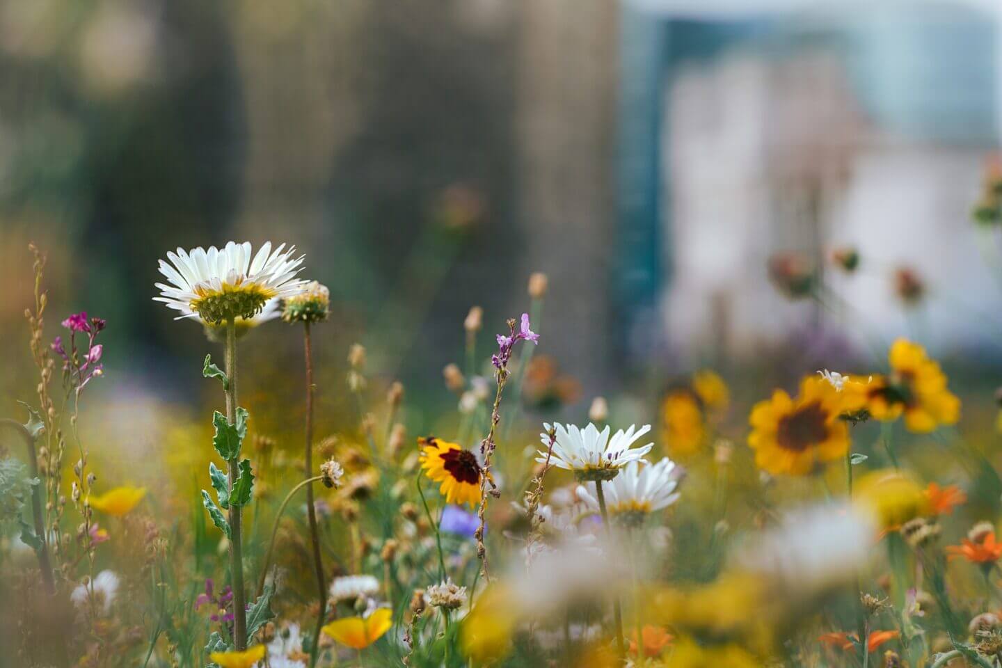 detail of British wildflowers at the Tower of London Superbloom including Coreopsis tinctoria and Helipterum roseum
