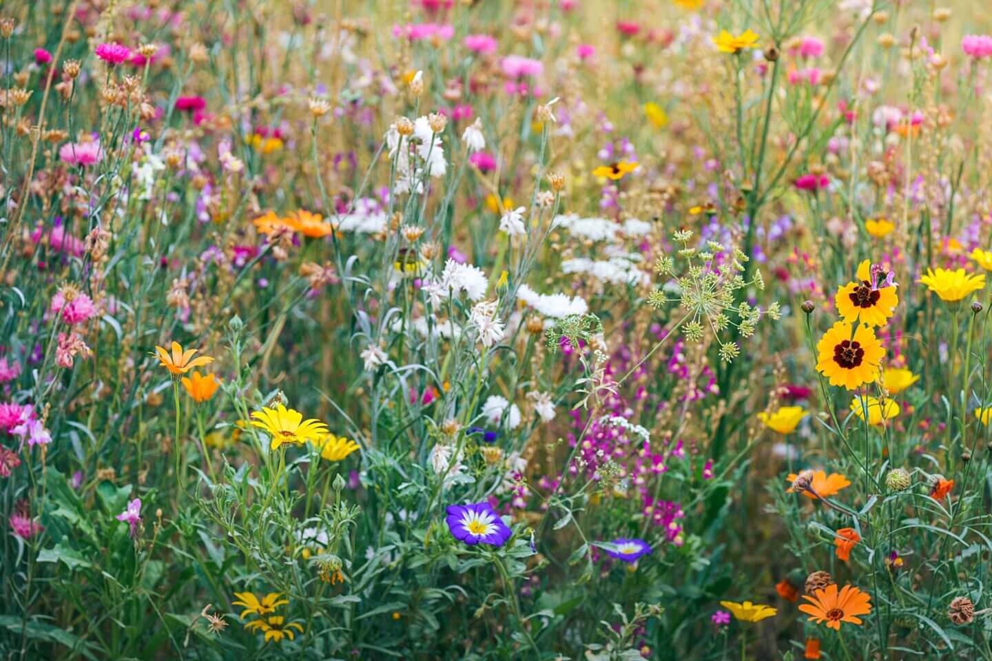 a rainbow of colours in native British wildflowers