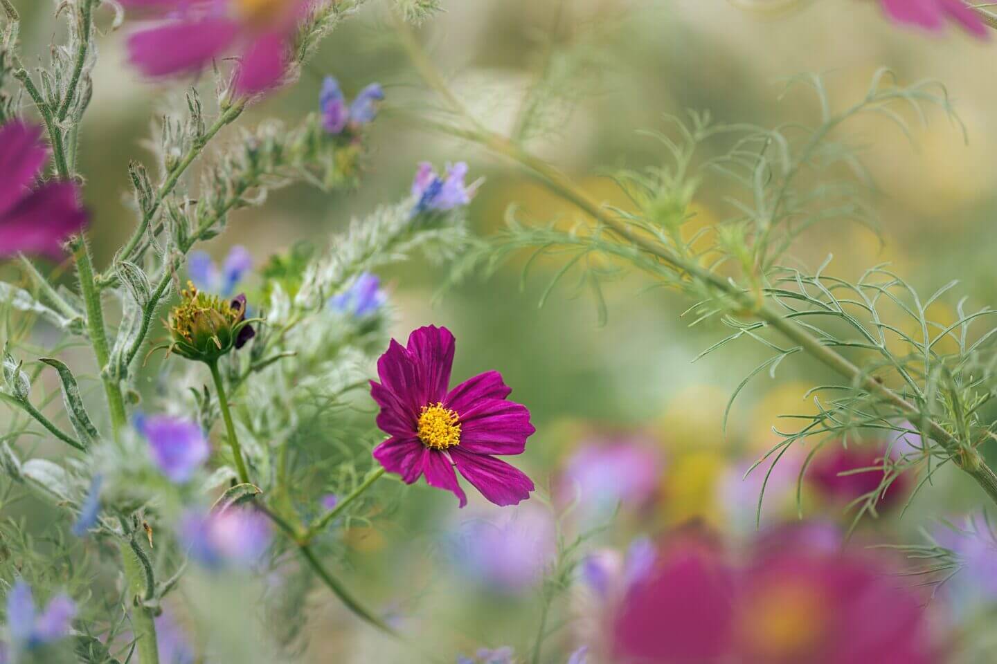 Cosmos amongst the British wildflowers at the Tower of London