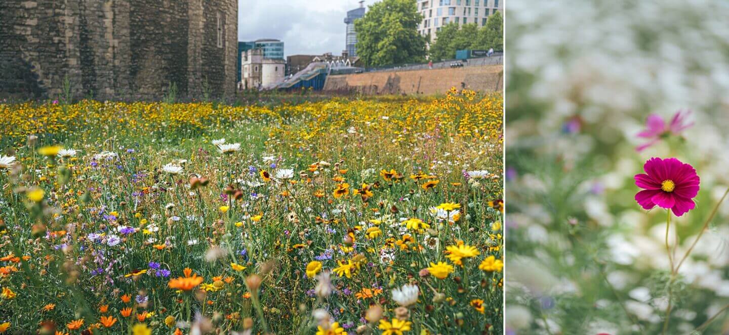 View of Superbloom at the Tower of London looking towards the entrance slide through a wildflower meadow