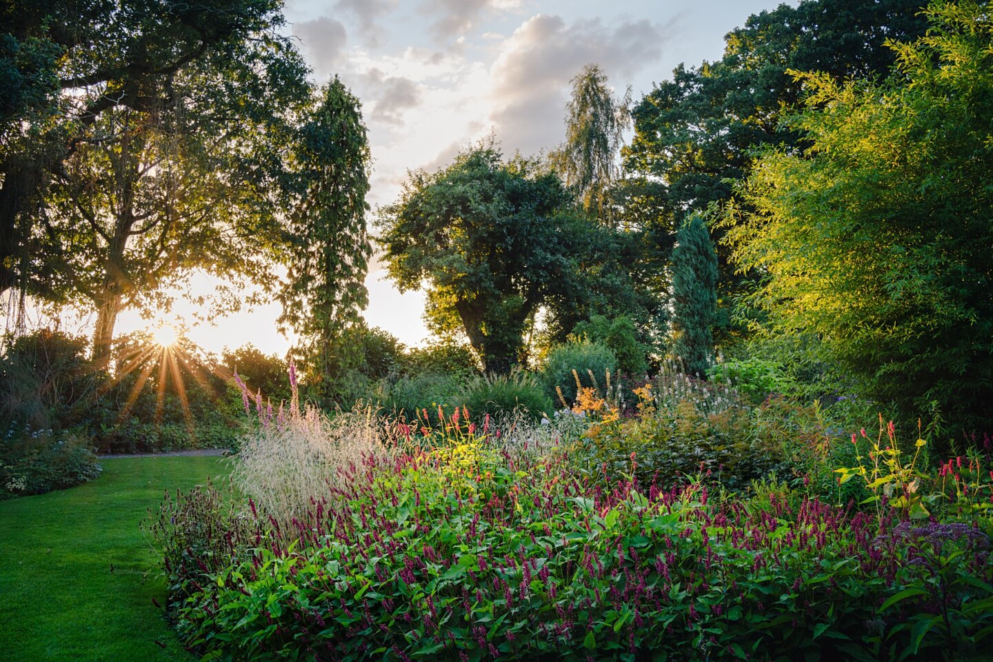 Sunset over Persicaria and autumn perennials at the Beth Chatto gardens
