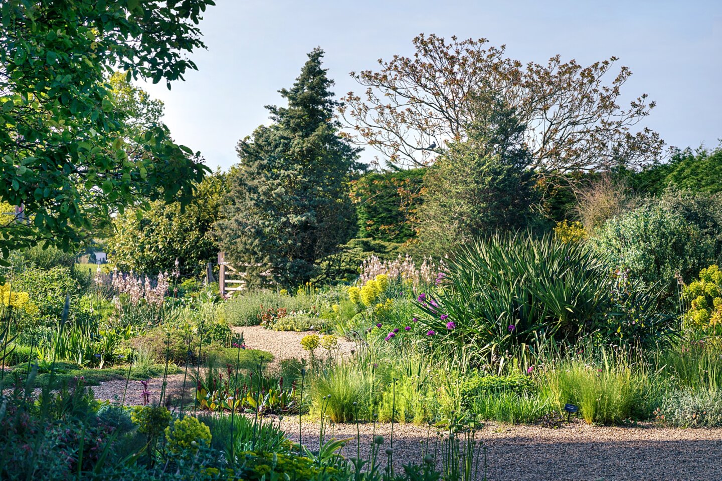The 'winding dried-up riverbed' of the Gravel Garden, Beth Chatto