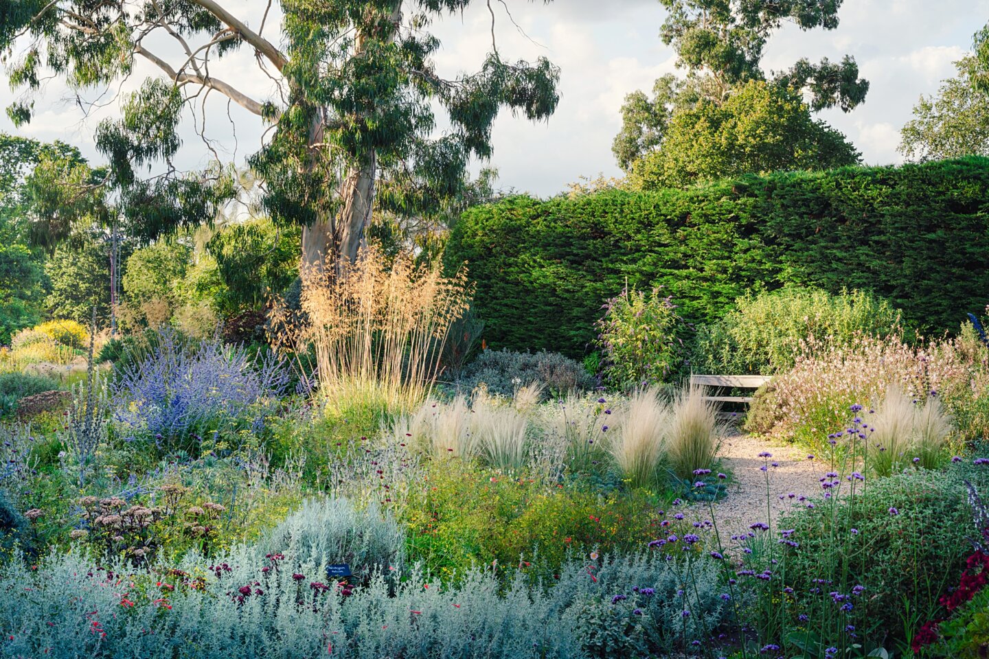 Beth Chatto's Gravel Garden in midsummer with sunlight on grasses in silver, gold and blue