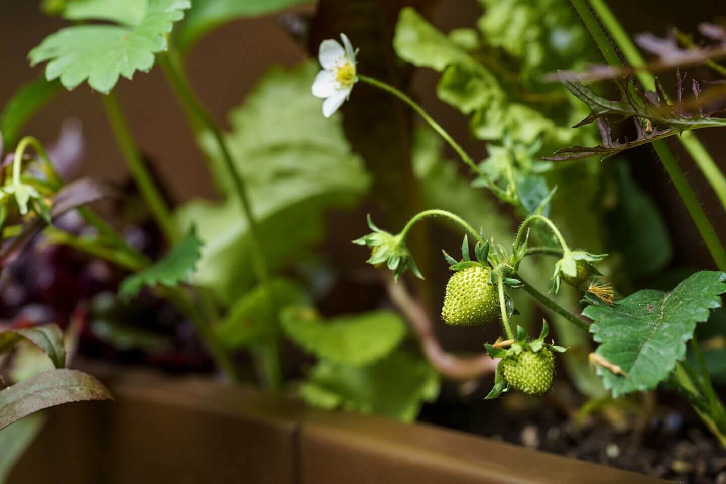 Ripening strawberry plant in brown metal container