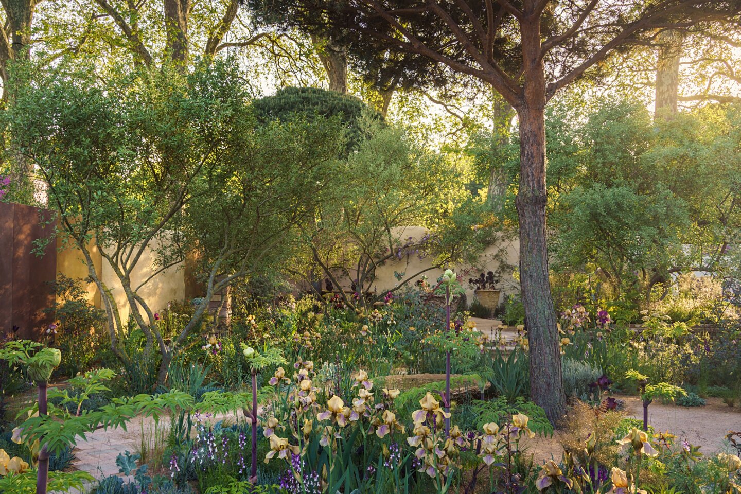 The Nurture Landscapes garden designed by Sarah Price with early sunlight on the Benton irises