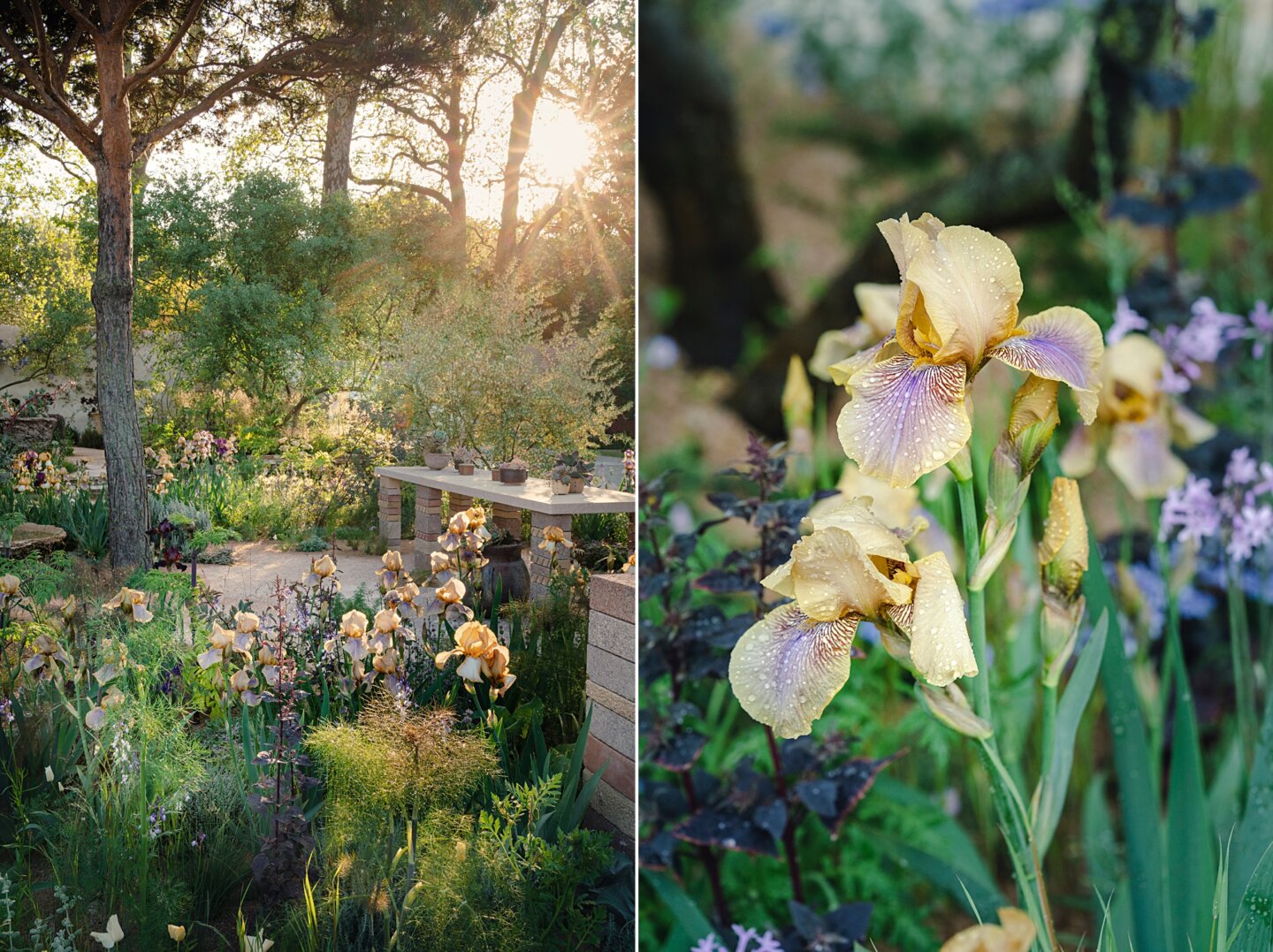 A show garden full of Benton irises by Sarah Price