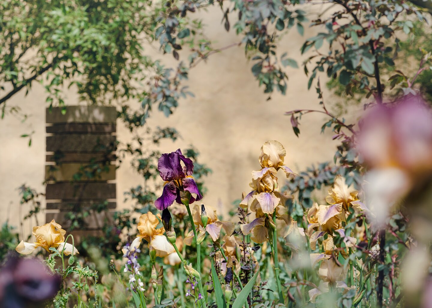 Iris 'Benton Menace' and 'Benton Olive' details in garden by Sarah Price