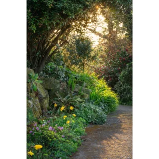 Borde Hill garden looking immaculate on a Spring sunrise - especially exciting to hear about the ecologically forward-thinking plans for the South Park over the next couple of years, which will open it up to the public via footpaths and cycle routes. You can see South Park’s mature trees and meadow, sunlit to the south of the Italian Garden. Hellebores, camellias and rhododendrons offered pops of colour throughout the shady wooded pathways. A favourite area of mine is Paradise Walk - tulips appearing along one side, with the Chris Beardshaw-designed border opposite providing evergreen structure before the perennials emerge. And look out for the buttery-yellow magnolia ‘Butterflies’ that attracted a lot of attention!
Huge thanks for @bordehillgarden for the early morning access, and the @gdnmediaguild for arranging such a fantastic and informative visit.
•
#bordehillgarden #westsussex #gardenvisit #springflowers