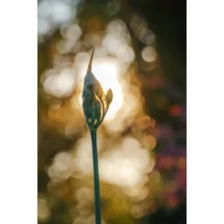 Fit to burst with all the fullness of Spring, the land is fresh, green and fertile right now. It feels like an awakening as nature gets into full flow. This allium head, the paper-thin onion skin stretched and beginning to give way, caught my eye at Beth Chatto’s garden this week. In the evening sunlight (oh, what a joy to have had warm sun lately!) it was like an x-ray revealing the inner workings that will soon become apparent. Strength and fragility in equal measure, held in a spotlight.
•
#bethchatto #allium #rightplantrightplace #sunset #spring #beltane #beltaneblessings